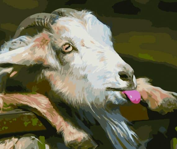 Malowanie po numerach – Koza – 30×40 rama